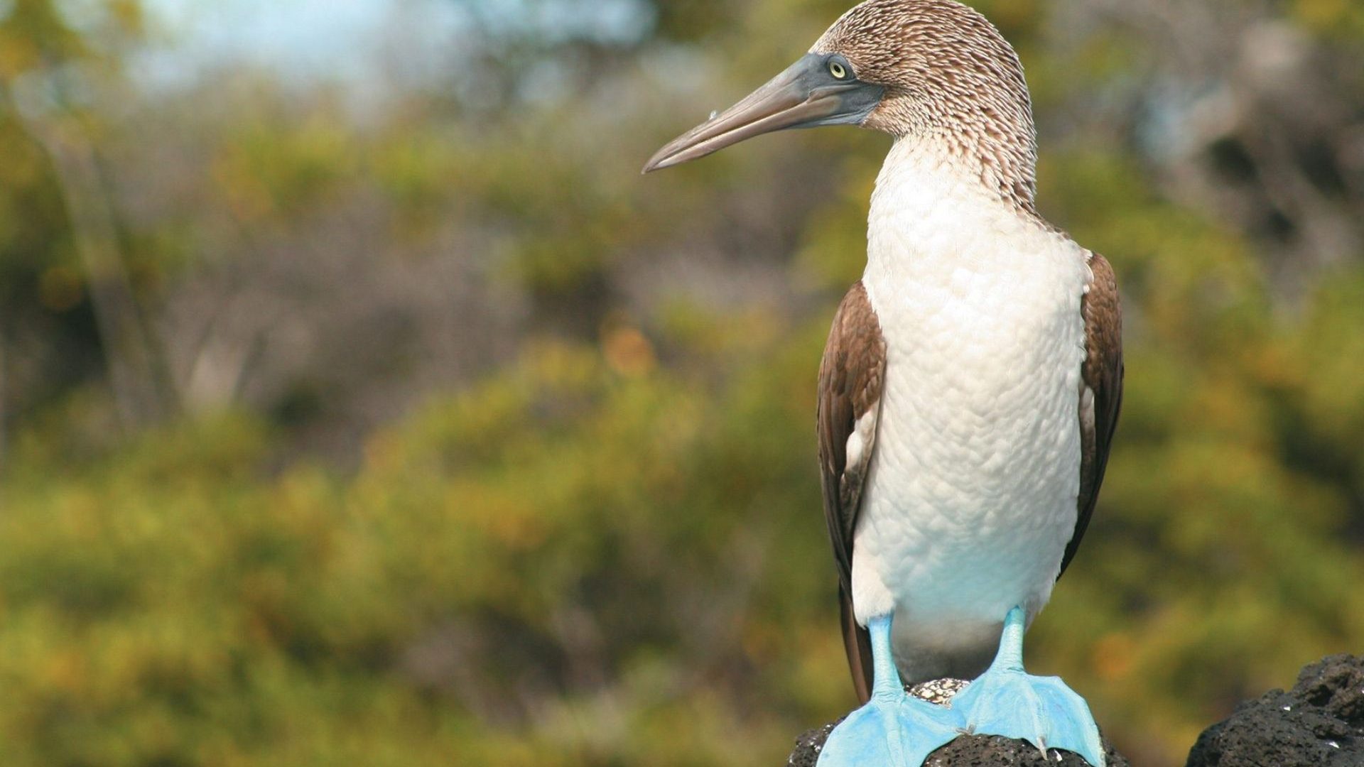 A blue-footed booby bird against a forest backdrop