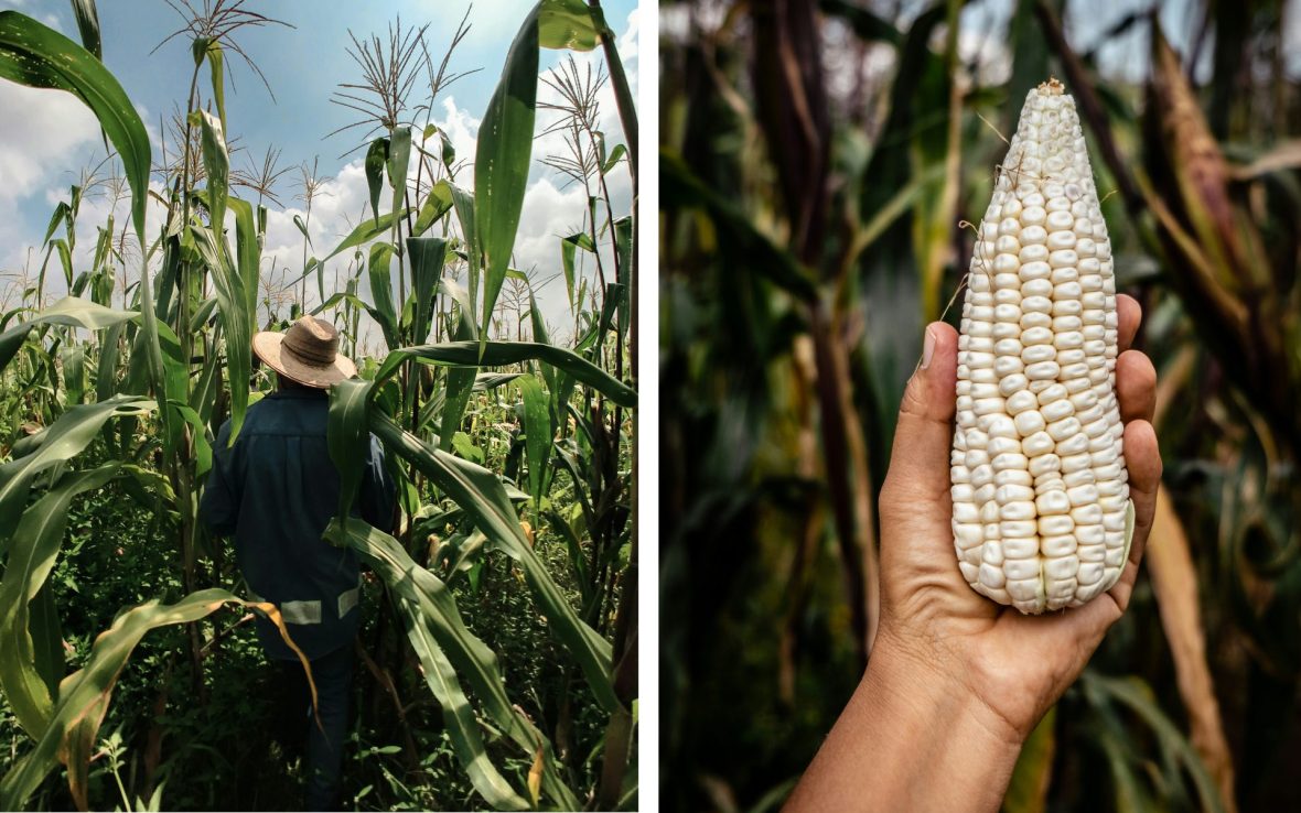 Left: A farmer stands in tall corn crops wearing a cowboy hat; Right: A hand holds a cob of corn