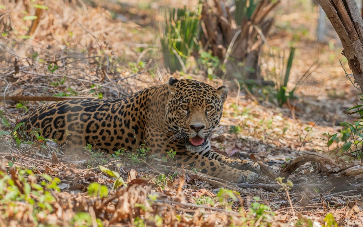 A jaguar sits in the shade of a tree