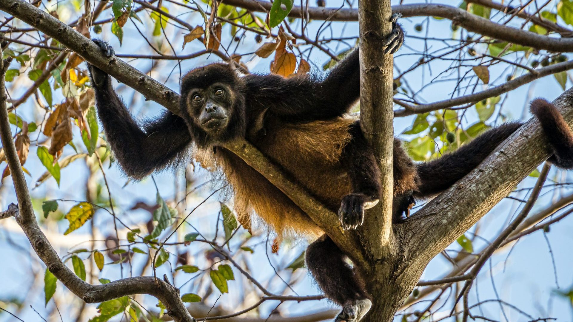 A howler monkey sits in the branch of tree against blue skies