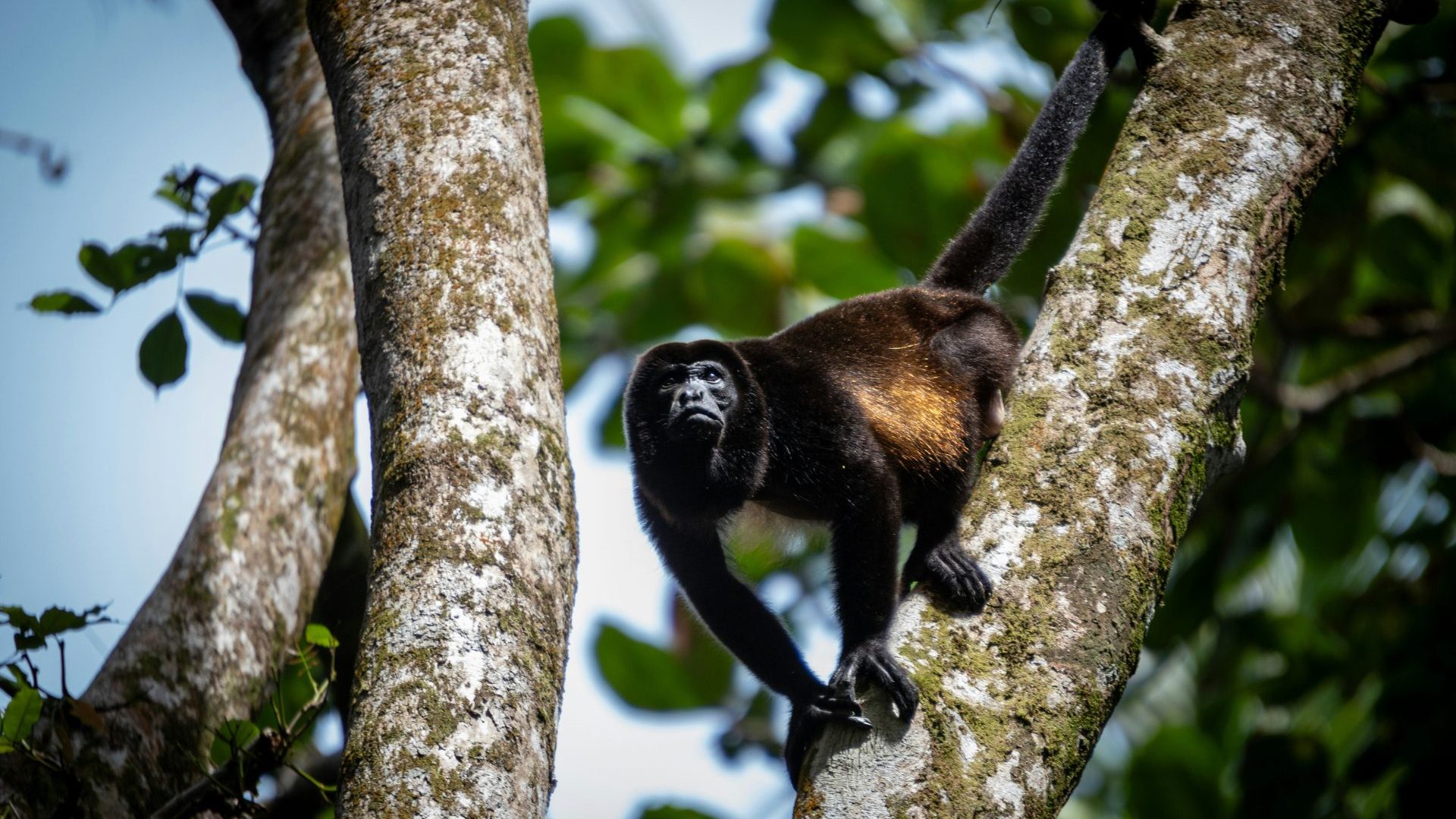 A guide to exploring the Lacandon jungle, Mexico’s answer to the Amazon