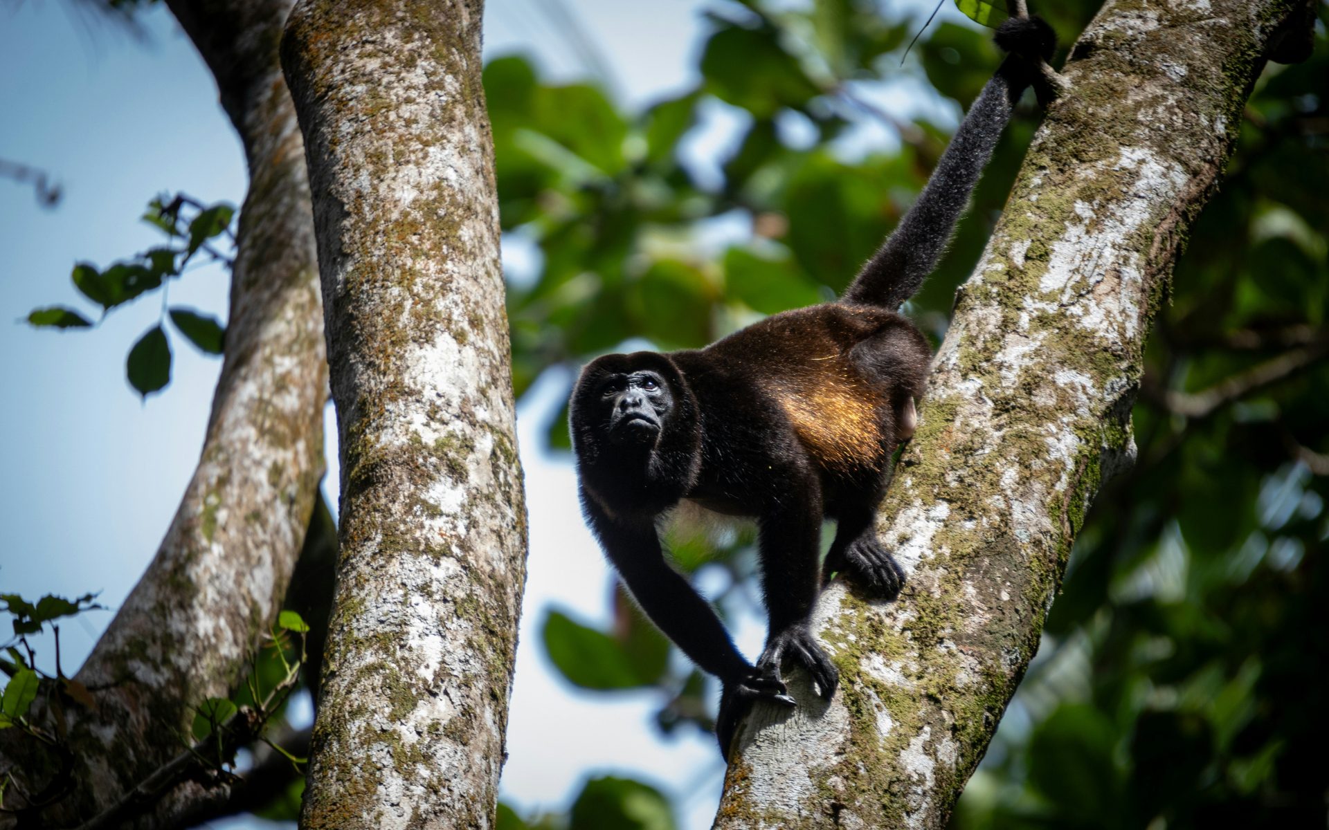 A guide to exploring the Lacandon jungle, Mexico’s answer to the Amazon