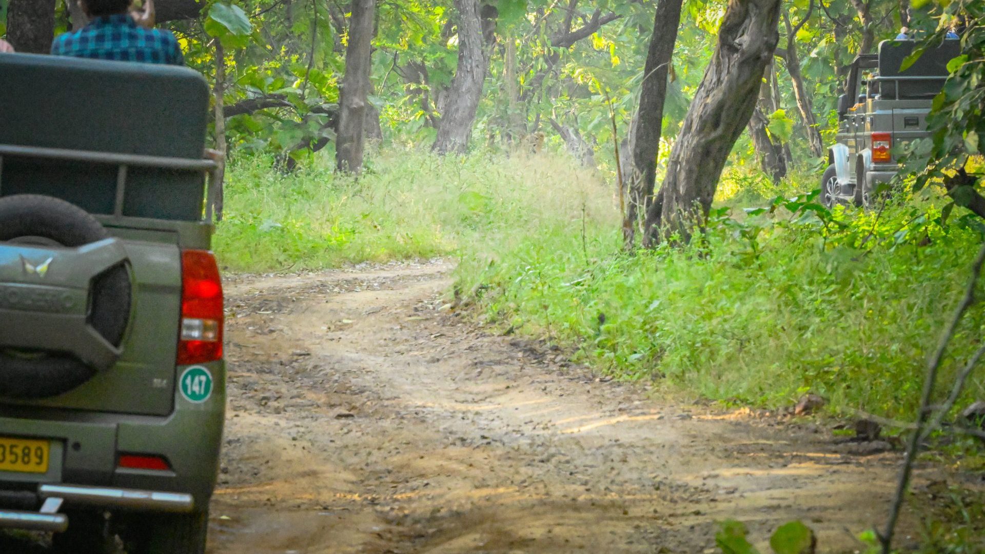 Grey vehicles parked in the forest; people holding cameras