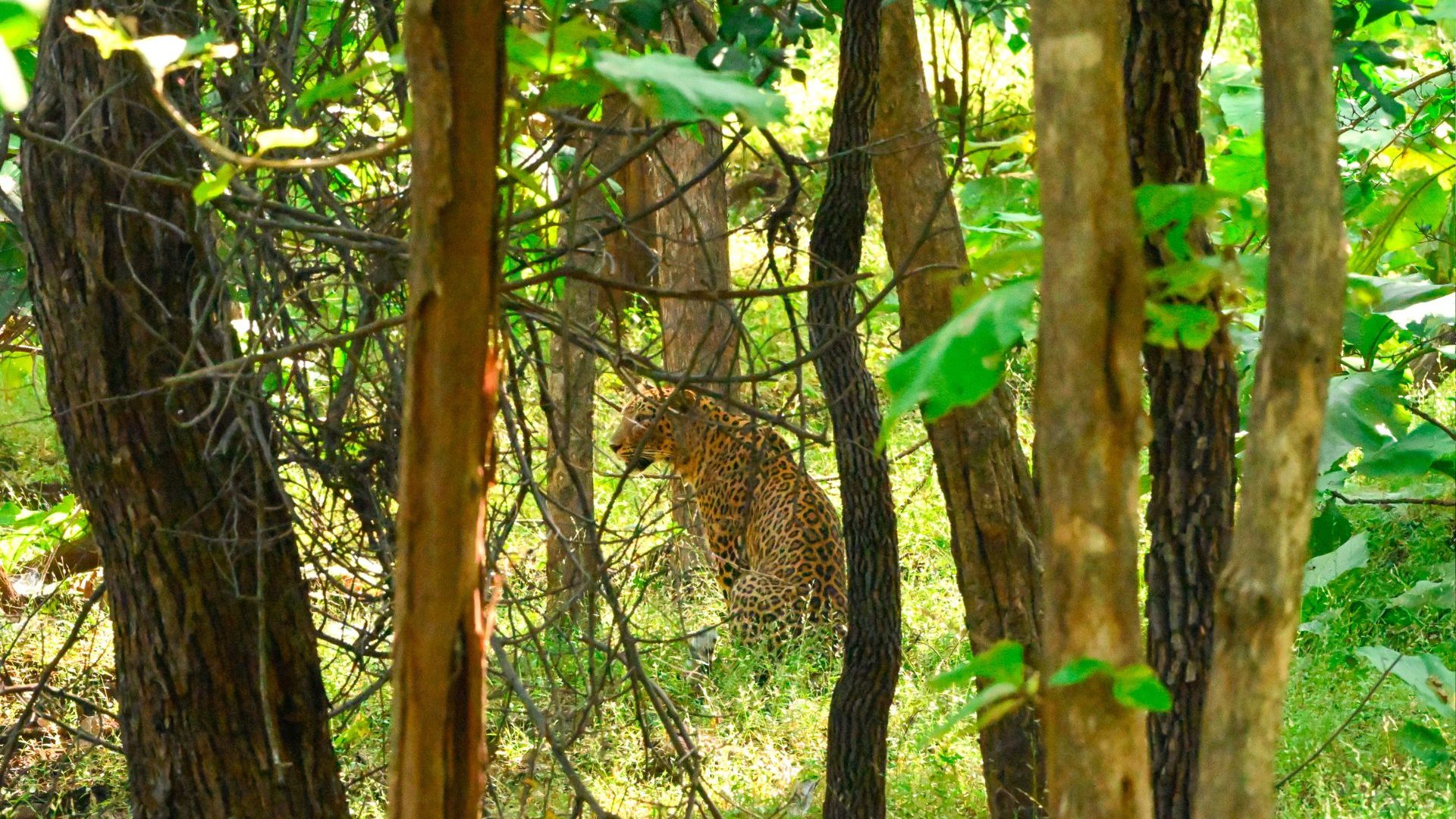 A spotted leopard in green forest