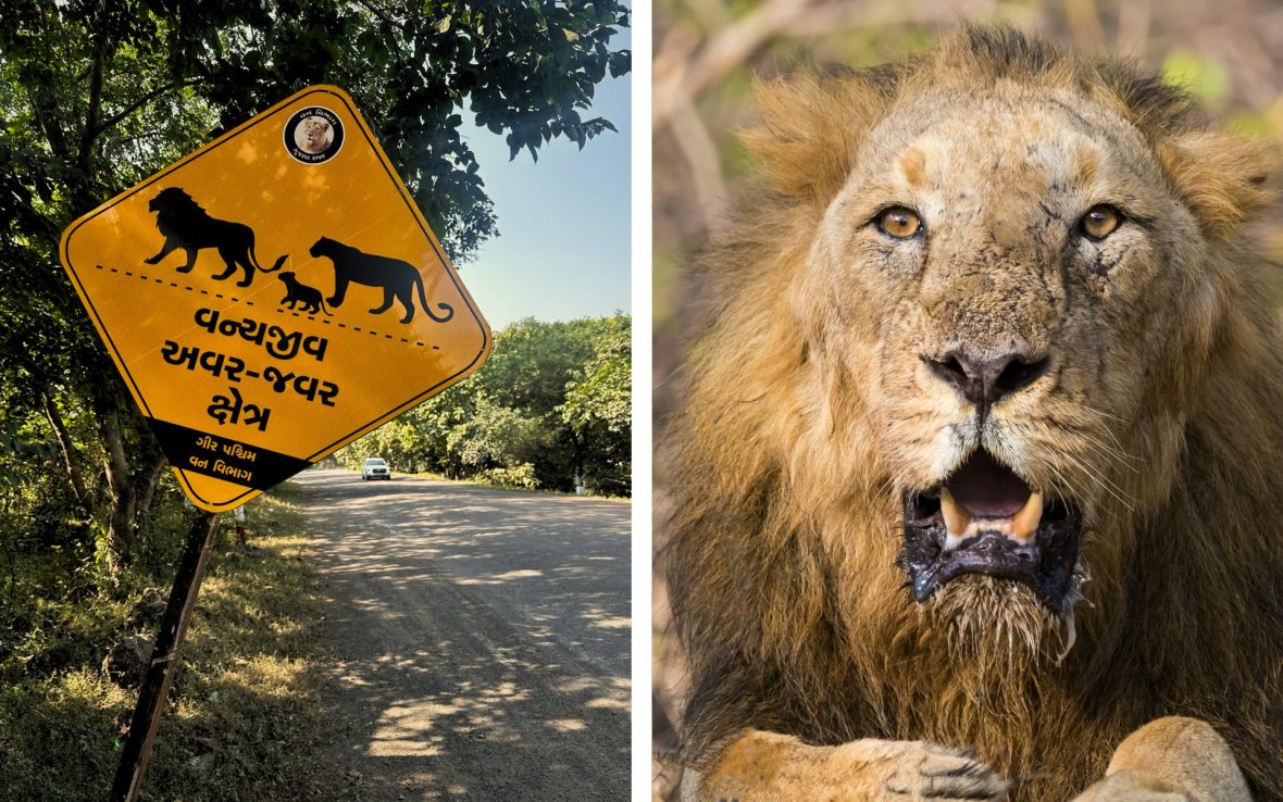 Left: A yellow sign states 'Lion crossing'; Right: A lion with a long mane opens his mouth