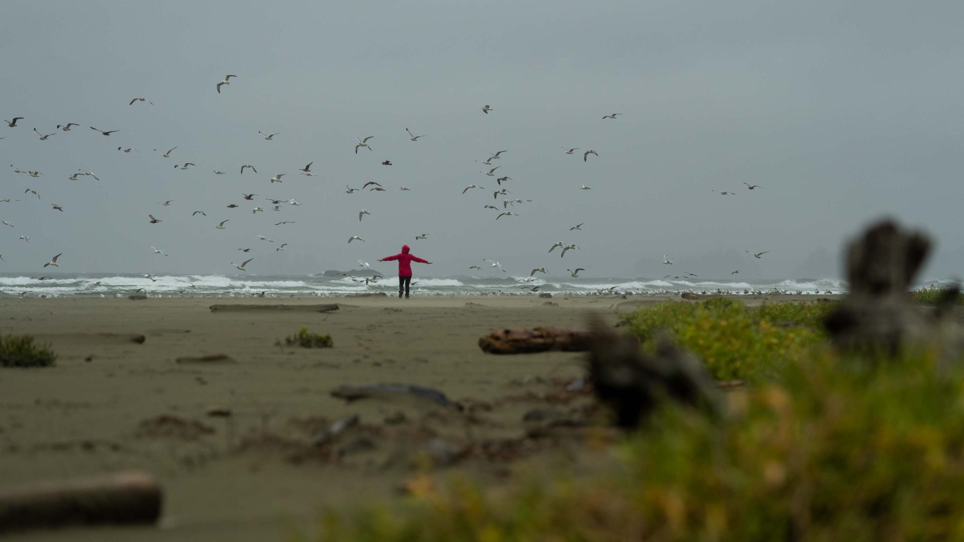 Seagulls fly above a storm watcher standing on some rocks by the sea.