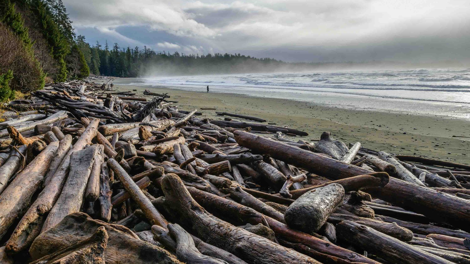 Driftwood piles up on a beach.