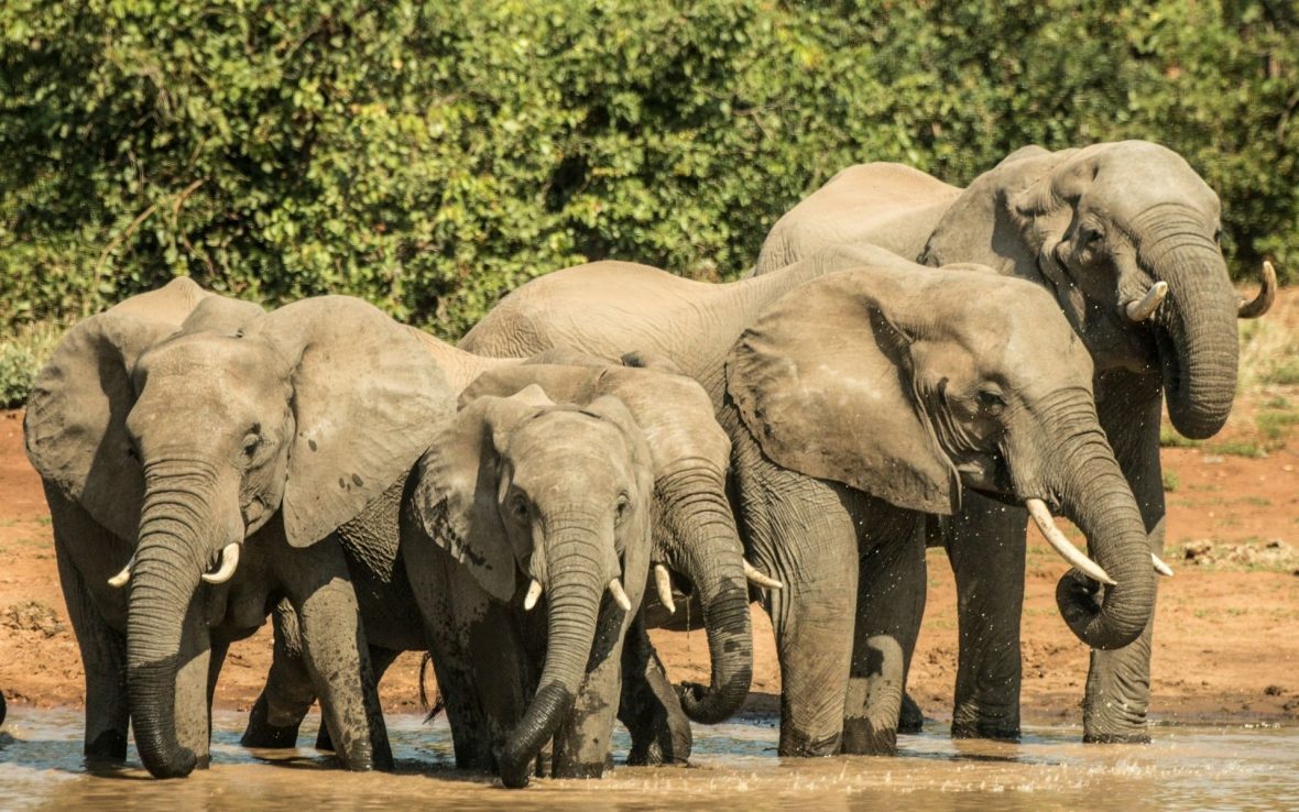 A close-up of a herd of elephants