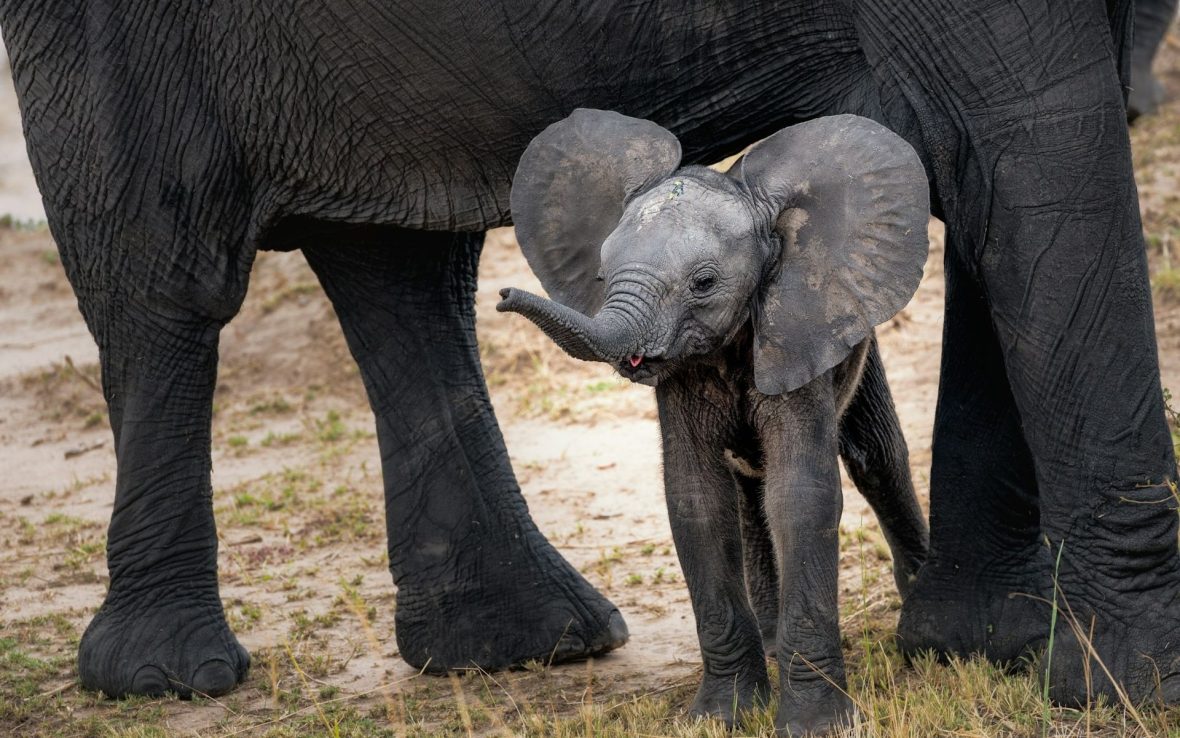 A baby elephant stands below its mother