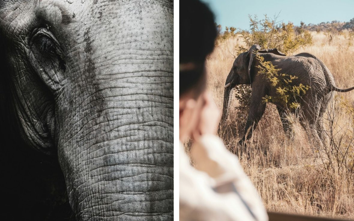 Left: A black-and-white close- up of an elephant trunk; Right: A tourist takes a photo of an elephant in the wild