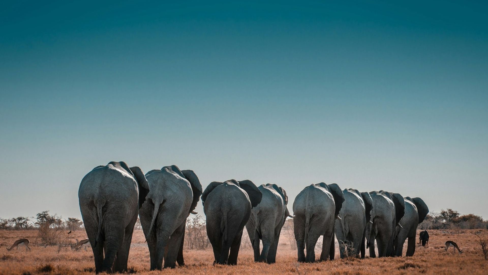 Africa’s elephants have been in dramatic decline for 50 years. What can be done to save them?