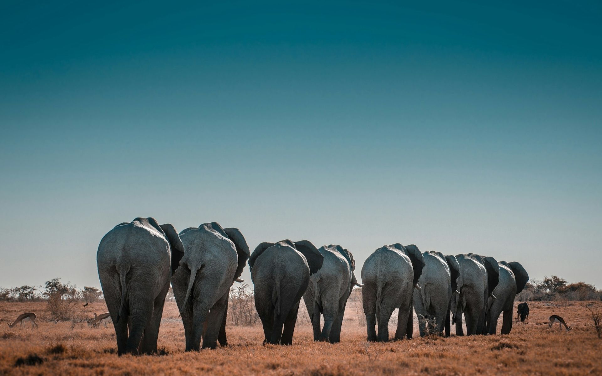 Africa’s elephants have been in dramatic decline for 50 years. What can be done to save them?