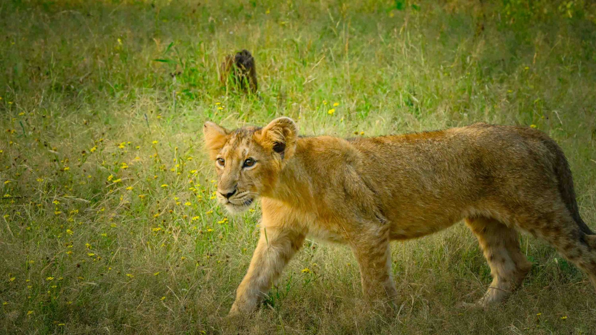 A lion cub walks towards the woodlands.