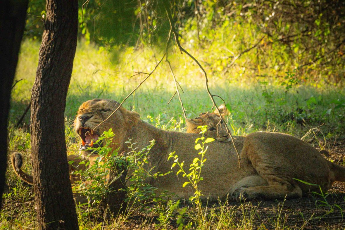 A female lion and her cub lie on the ground under trees.