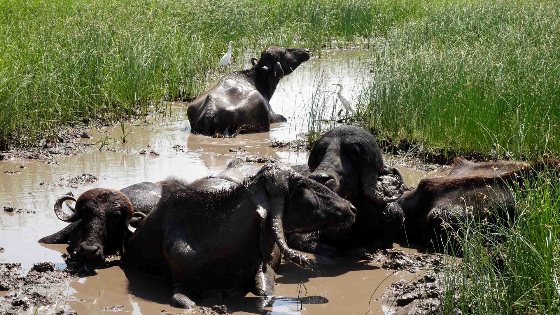 Buffalos lounge in a pool of muddy water.