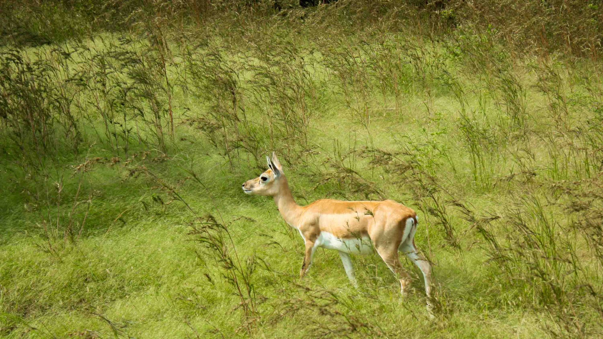 A brown animal walks through long grass.