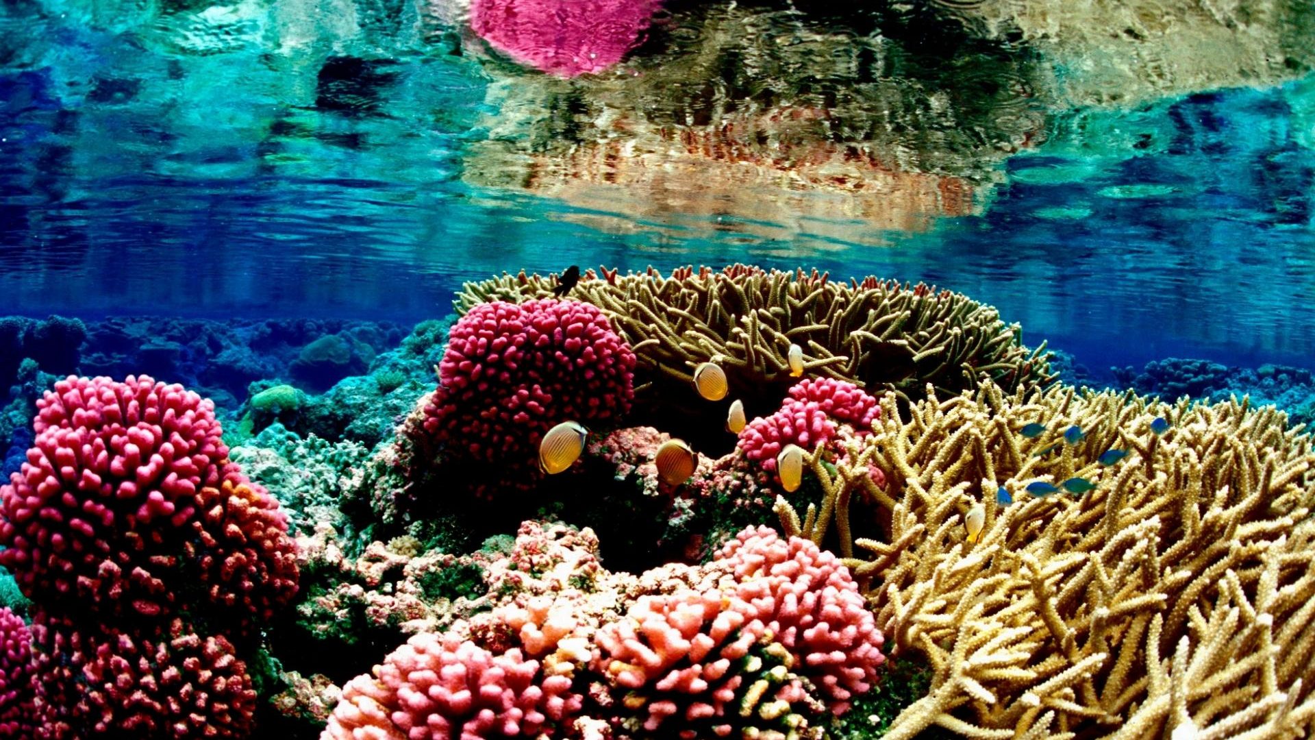 Colorful underwater view of a reef reflecting on the surface of the water above it.