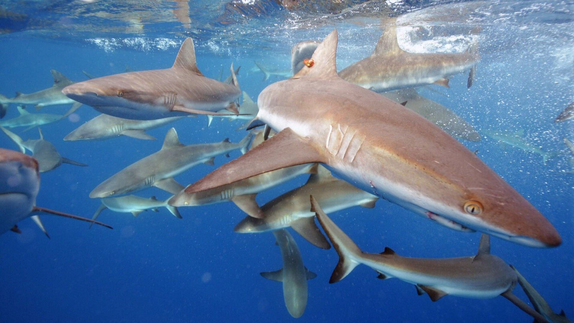 Underwater view of reef sharks