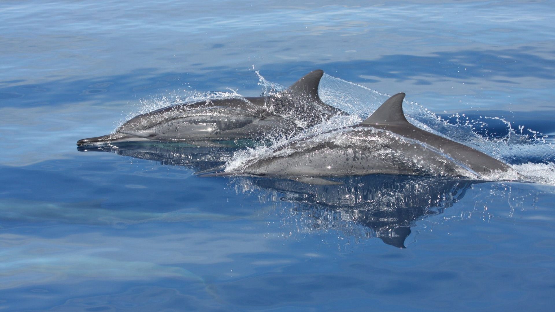 Two dolphins breach in the blue waters of the Pacific Islands Heritage Marine National Monument