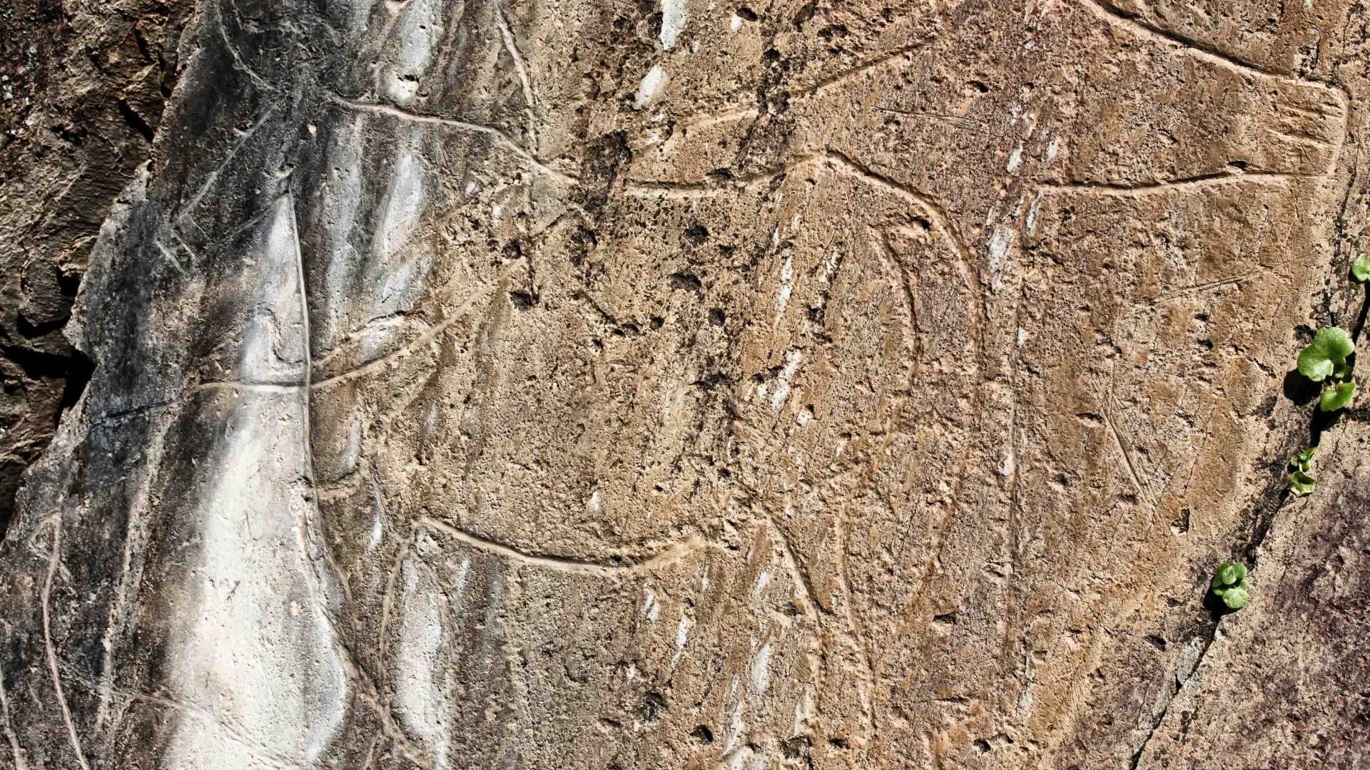 Rock art depicting an animal.