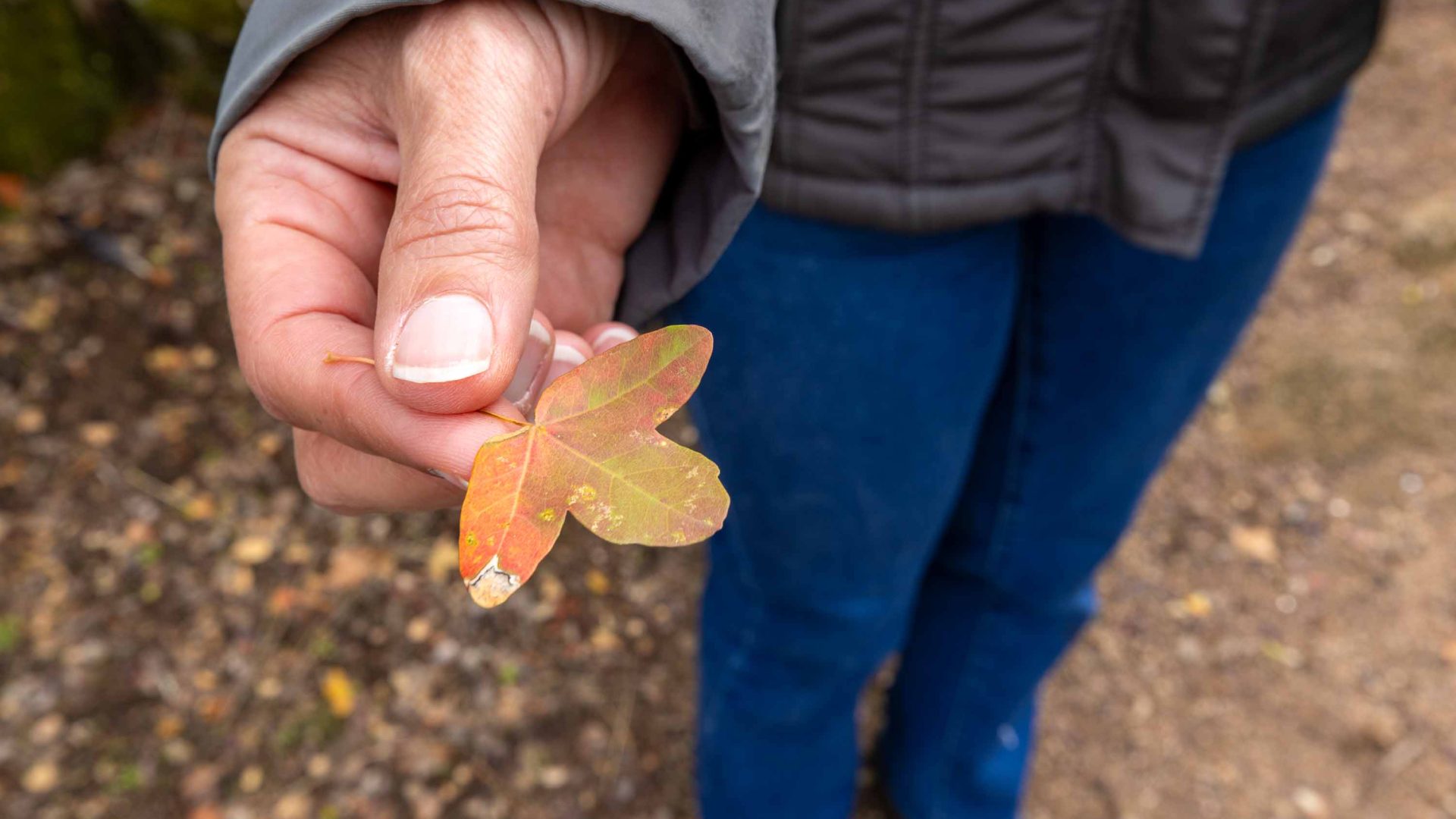 A persons fingers hold a leaf.