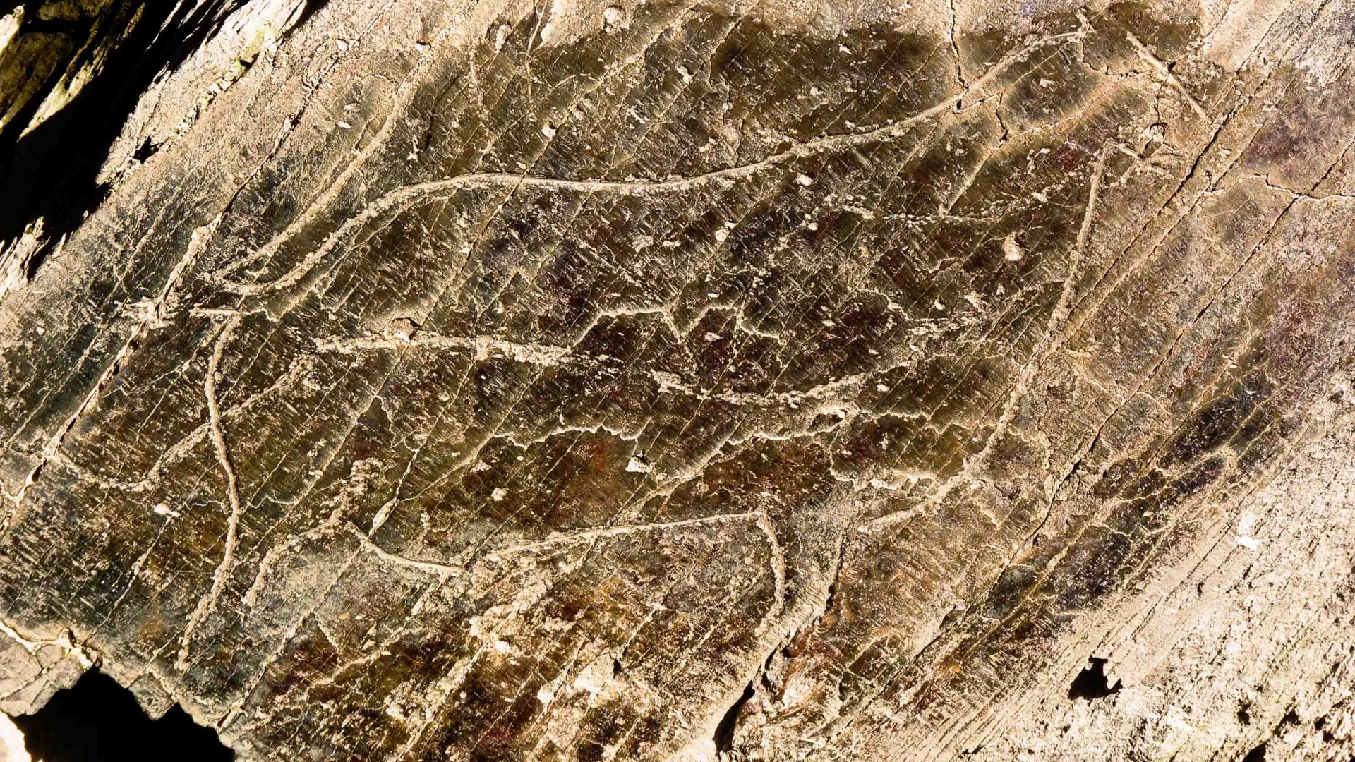 Rock art depicting an animal.