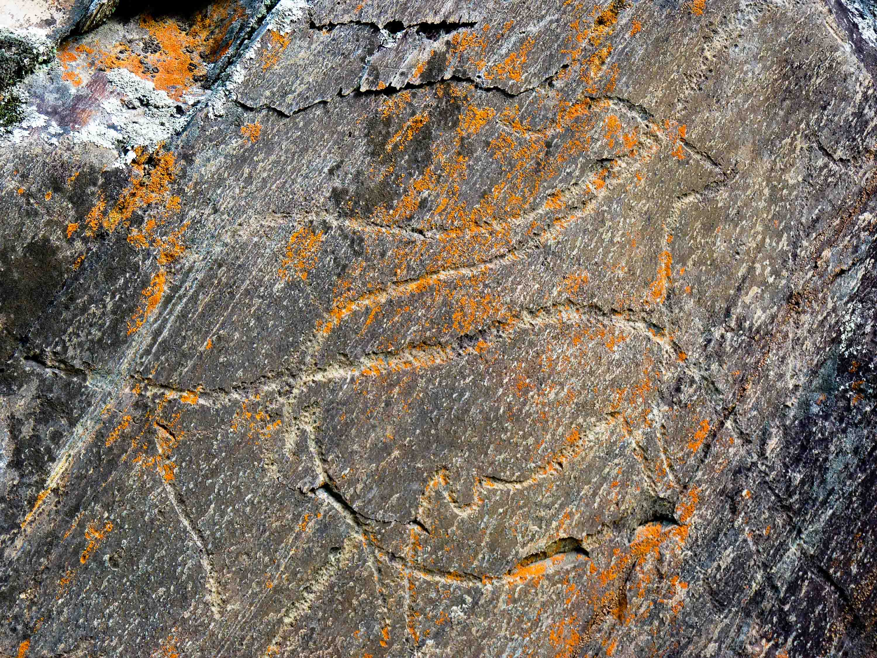 Ancient Banksy in Portugal: Were the Neanderthals the first champions of public art?