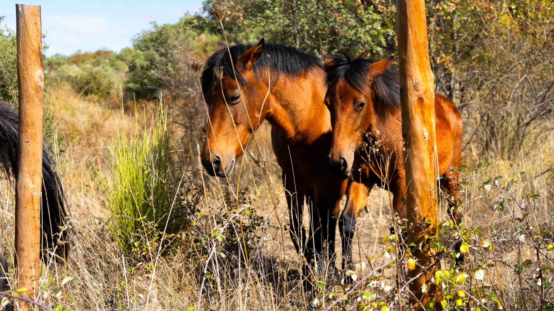 Two brown horses.