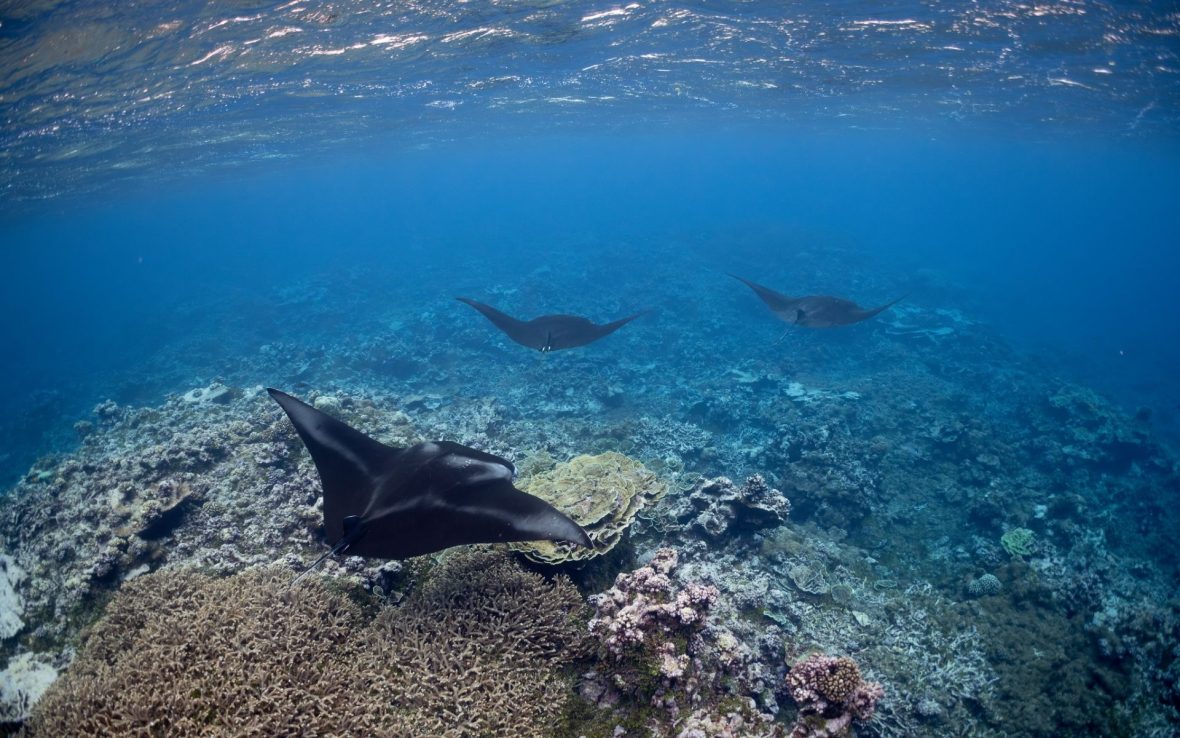DOGE is in charge of US National Parks—including marine monuments. What does that mean for our oceans?