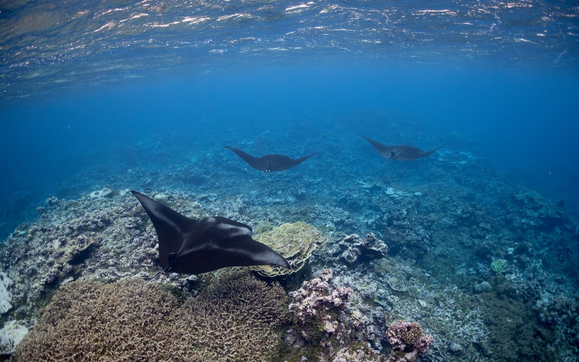 DOGE is in charge of US National Parks—including marine monuments. What does that mean for our oceans?