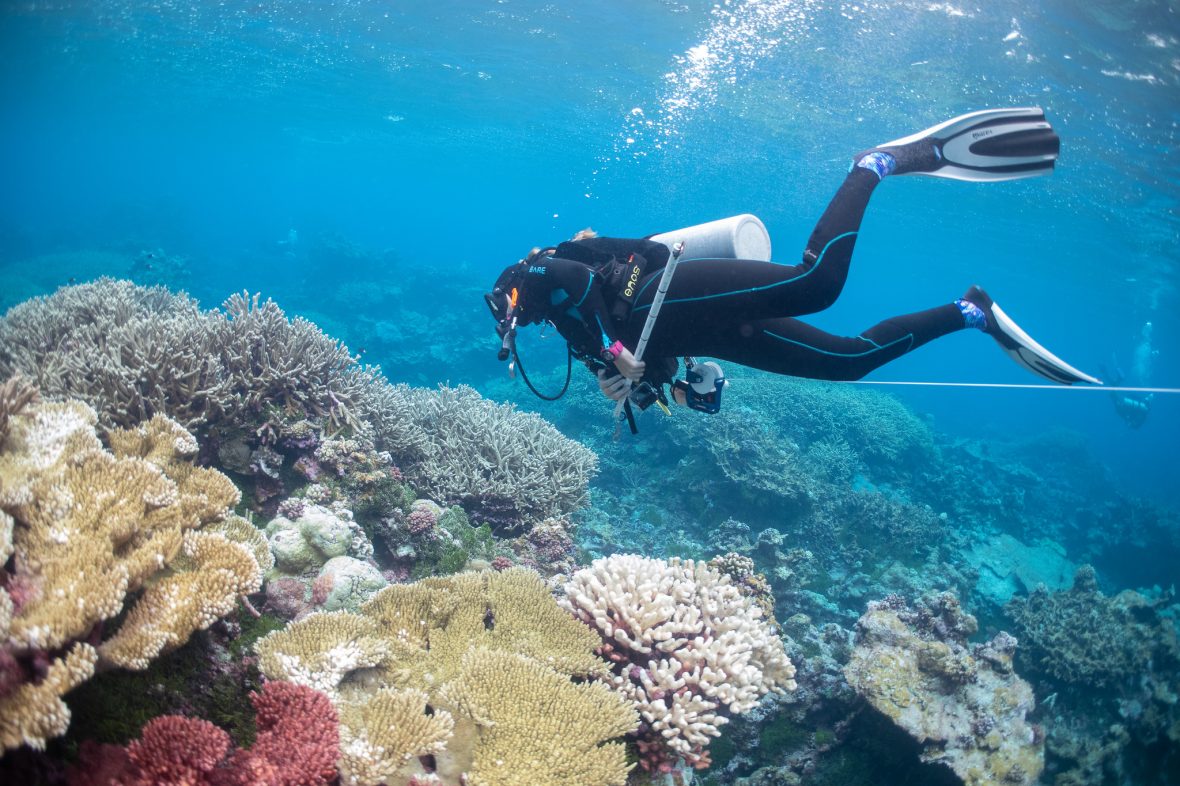 A diver in a black wetsuit examines coral in the Pacific Islands Heritage Marine National Monument