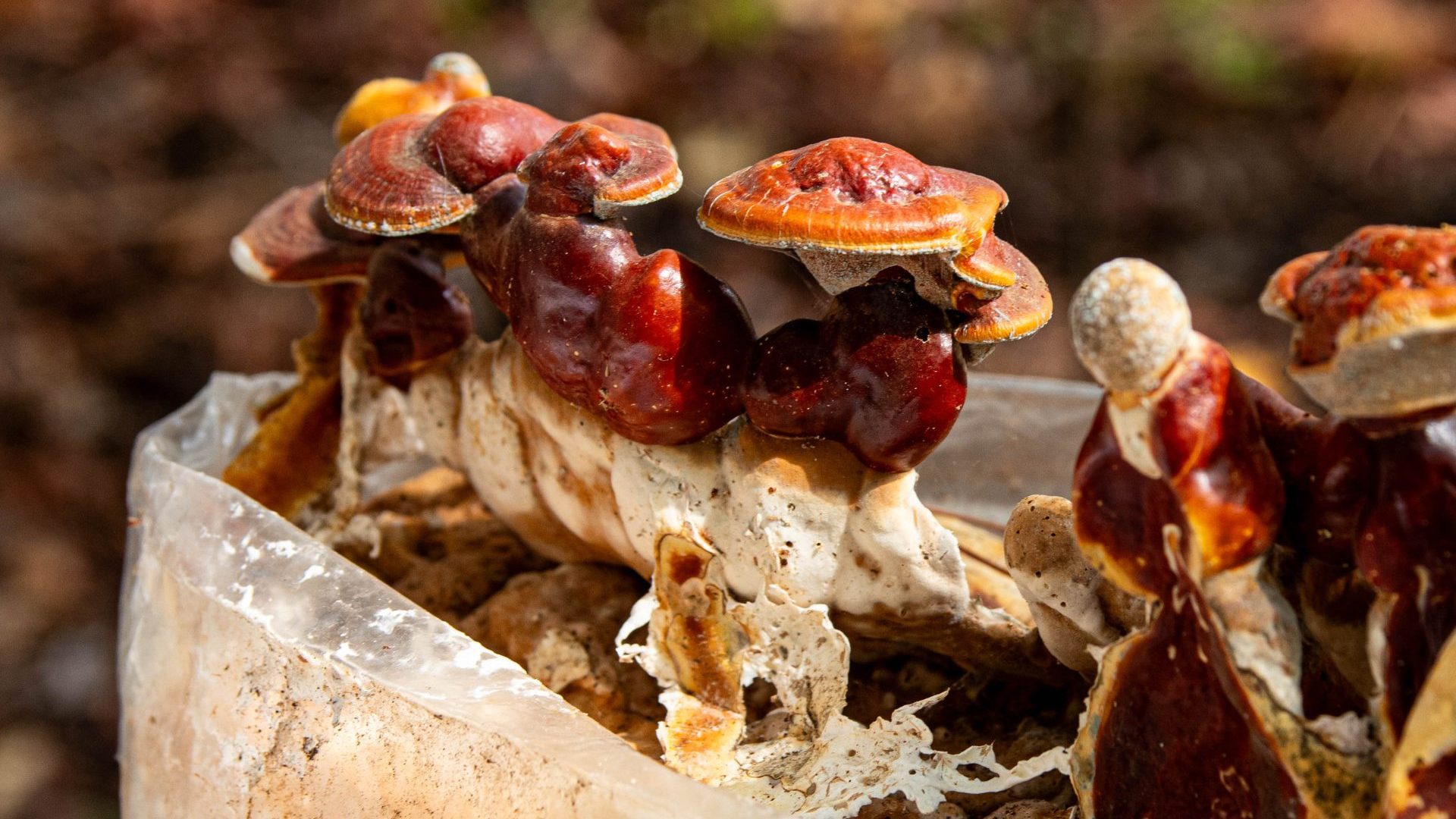 A cluster of dark brown mushrooms grow from a bag