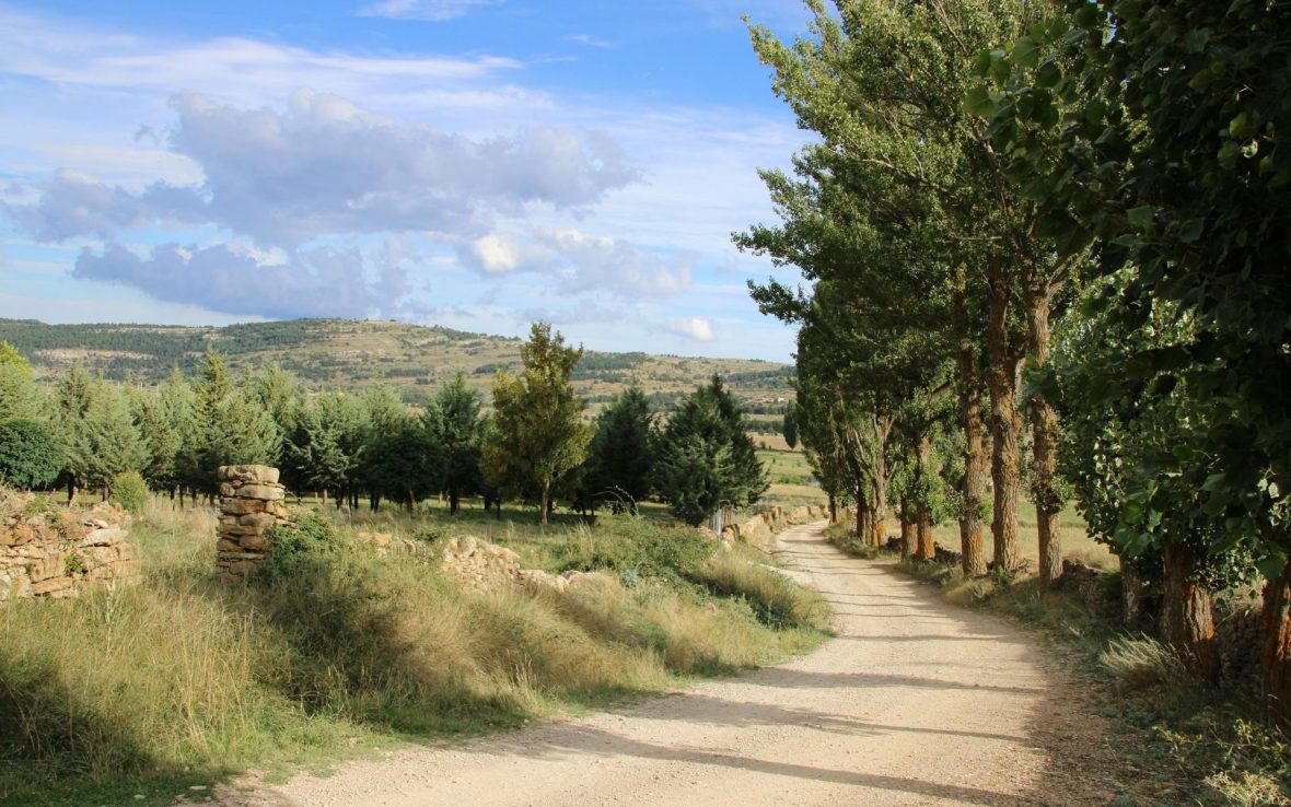 A country lane with trees to one side