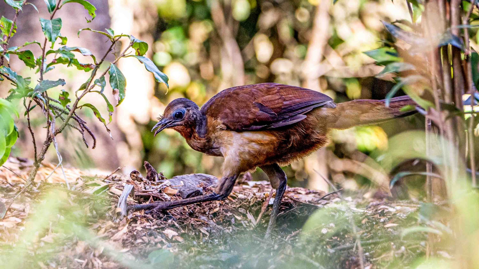 A brown bird walks across the ground.