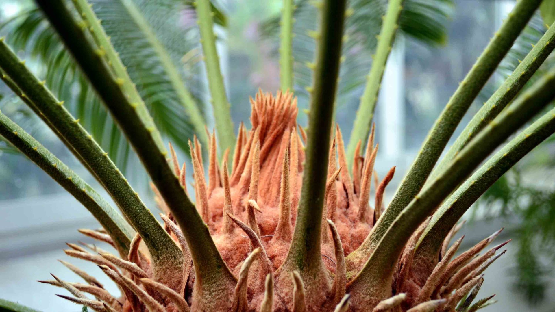 A cycad with its crown and fronds.