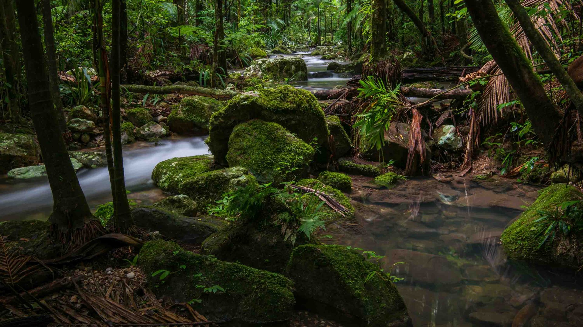 A stream runs through the rainforest.