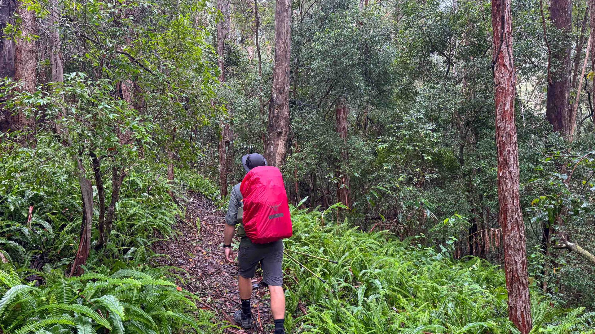 A man with a red rain cover on his bag walks through forest with lots of ferns on the ground.
