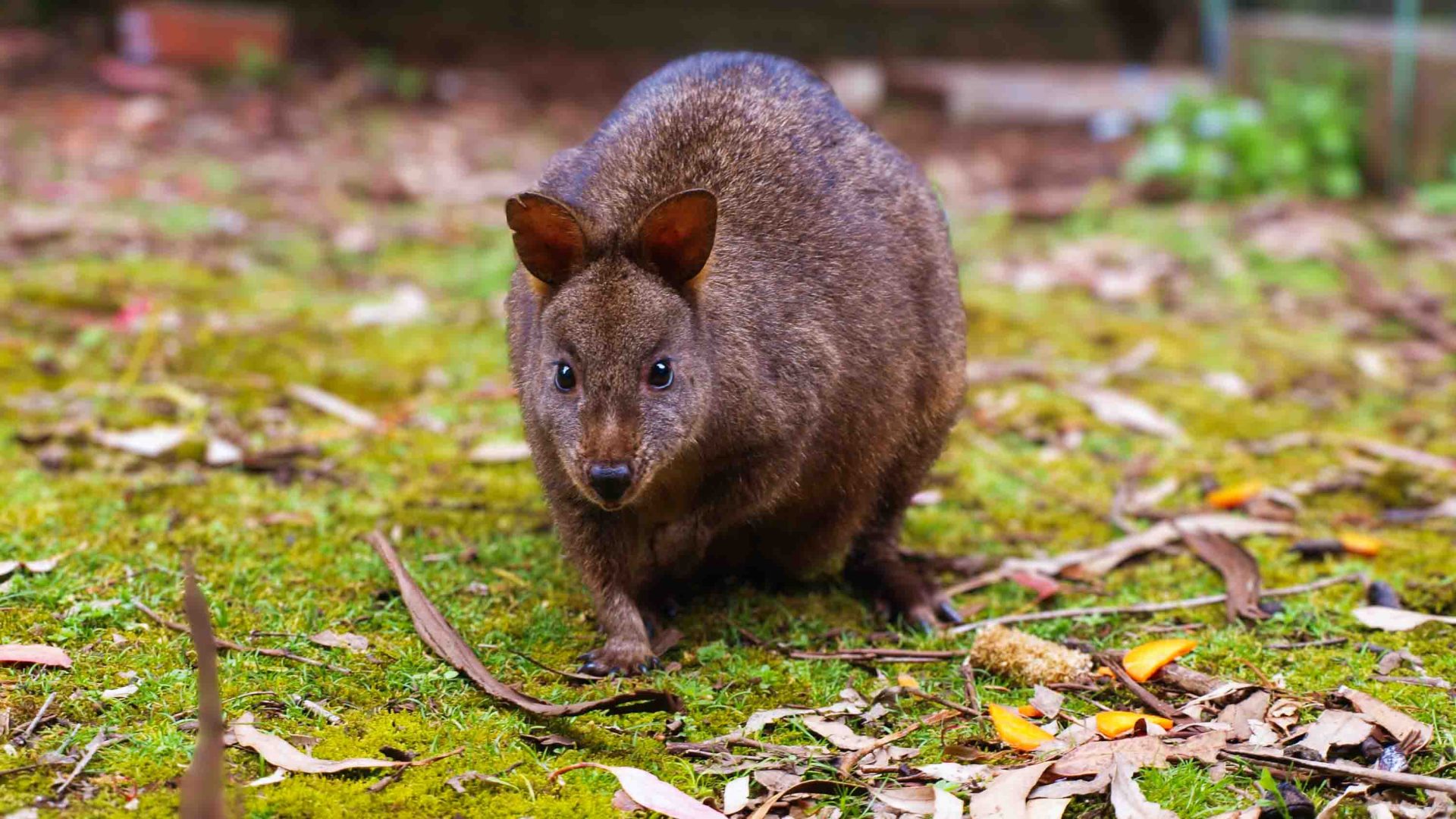 A pademelon on grass.