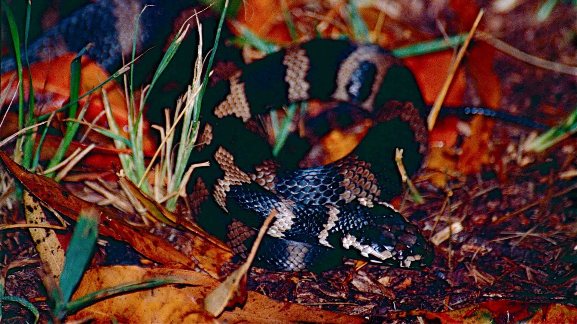 A banded black snack curled up on the ground.