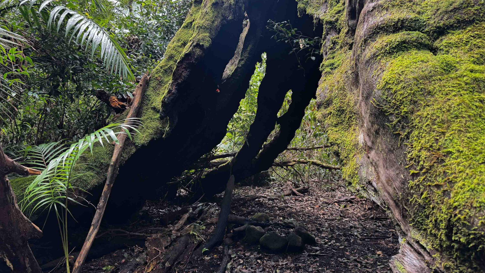 A tree that bends to provide shelter.