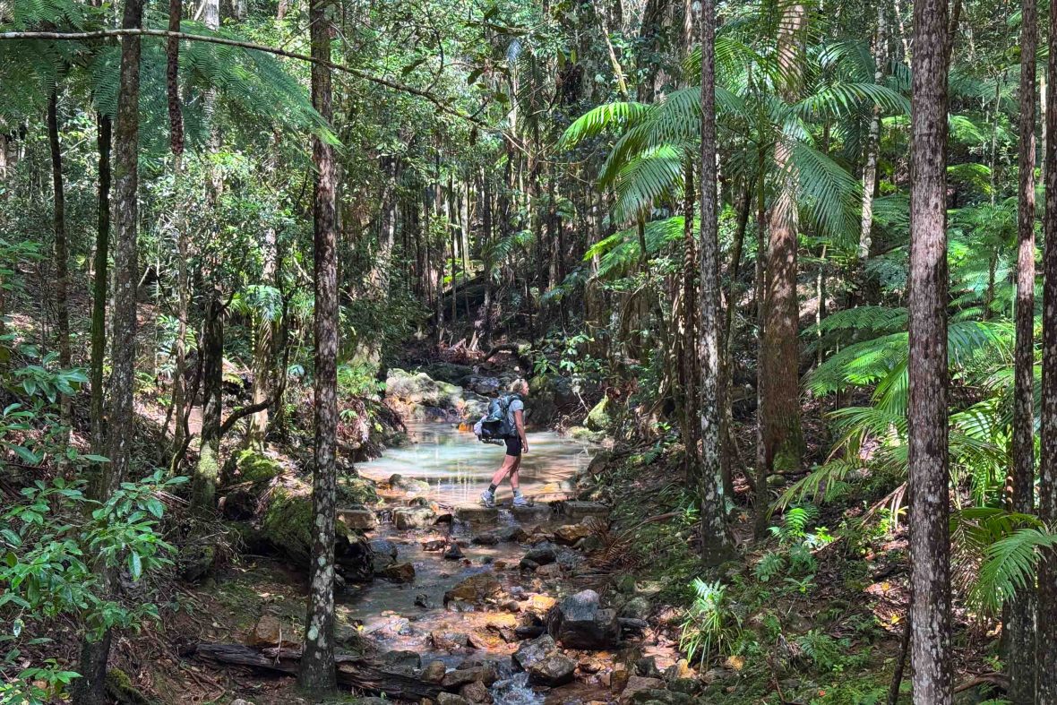 A woman walks through rainforest and over a creek.