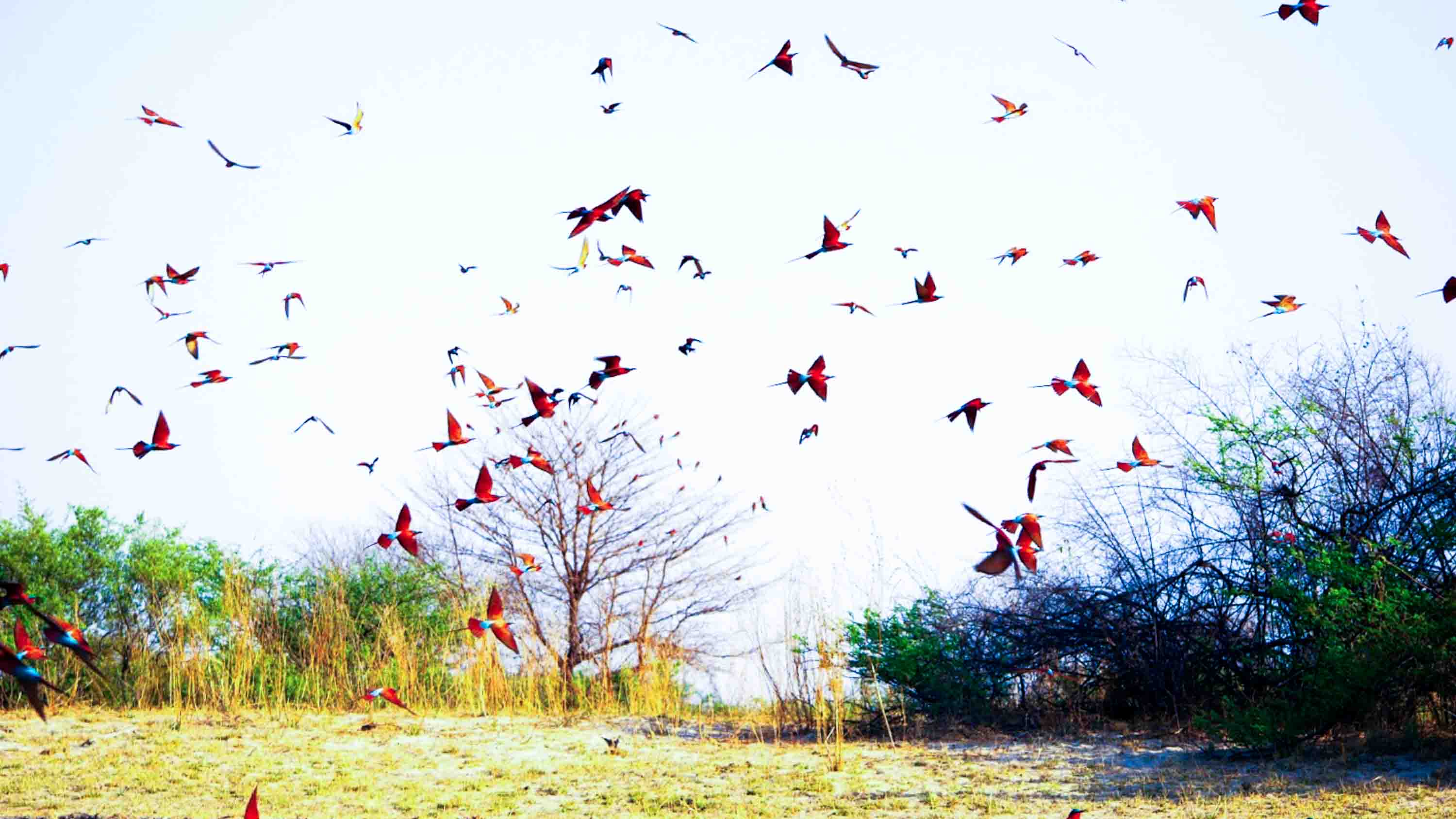 Five countries. One safari… Are cross-border trips the future of wildlife tourism in Africa?