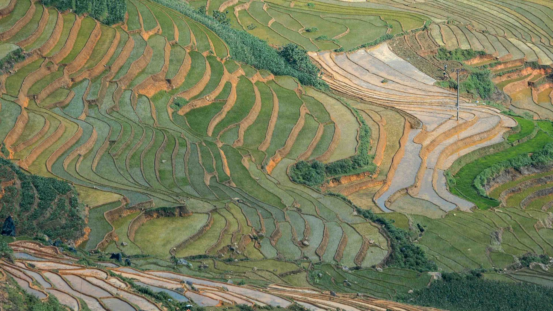 Terraced green fields.