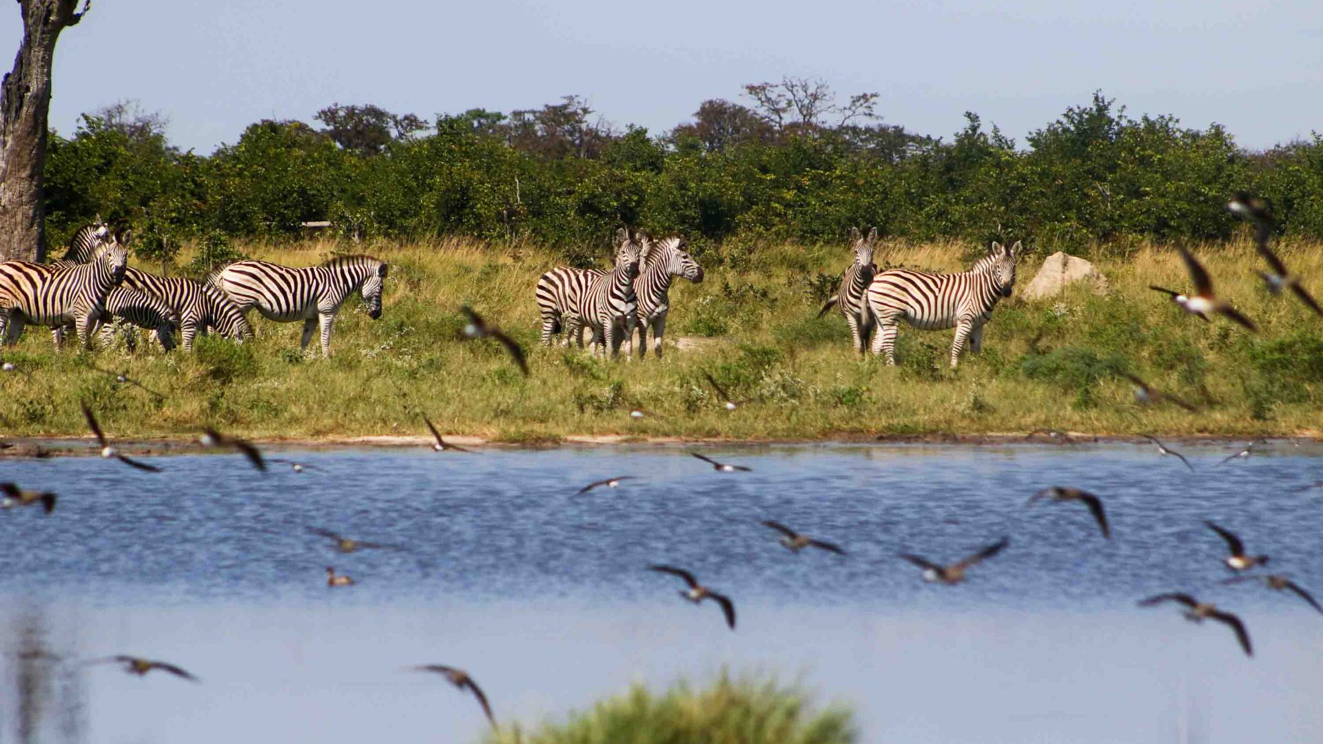 Zebras and birds at a waterhole.