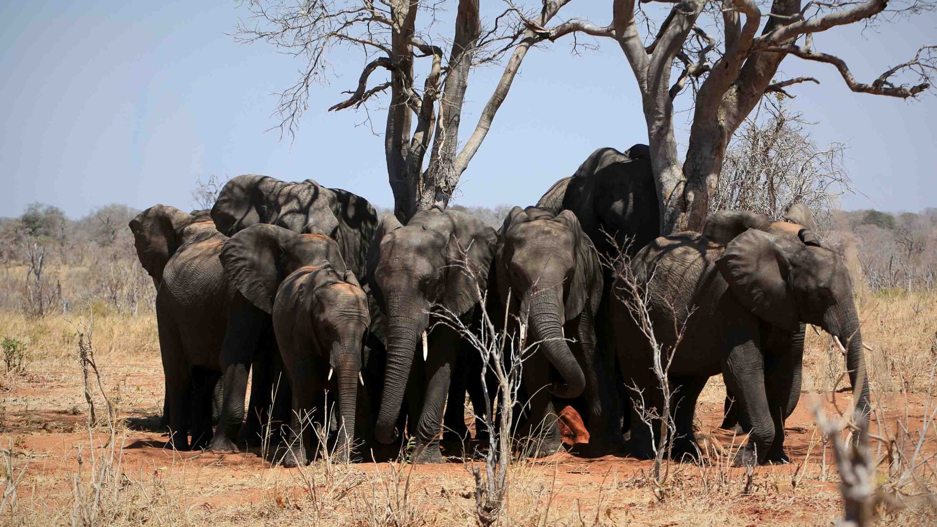 Elephants huddle together under some dead trees.