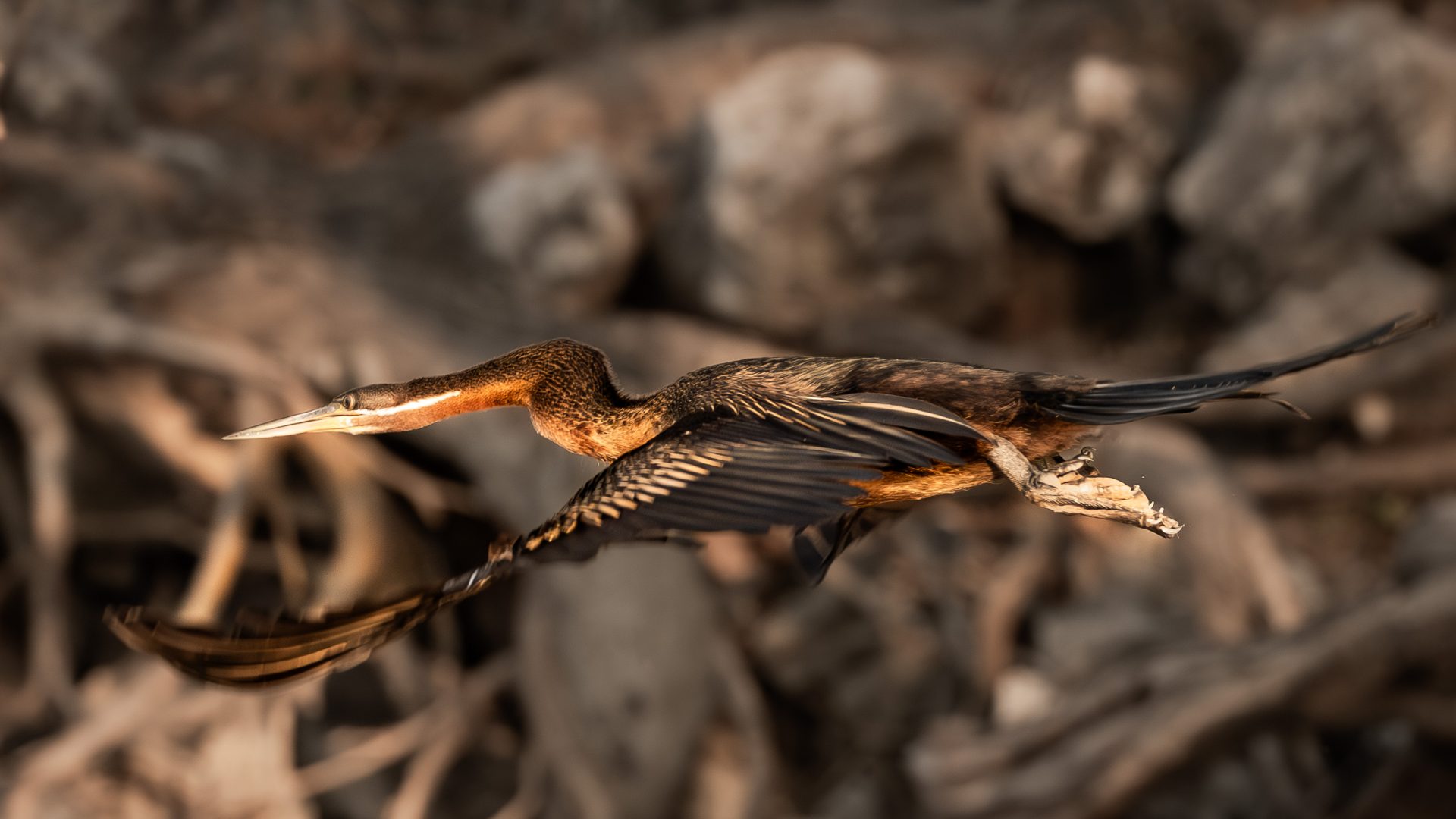 A brown bird flies in the sky.