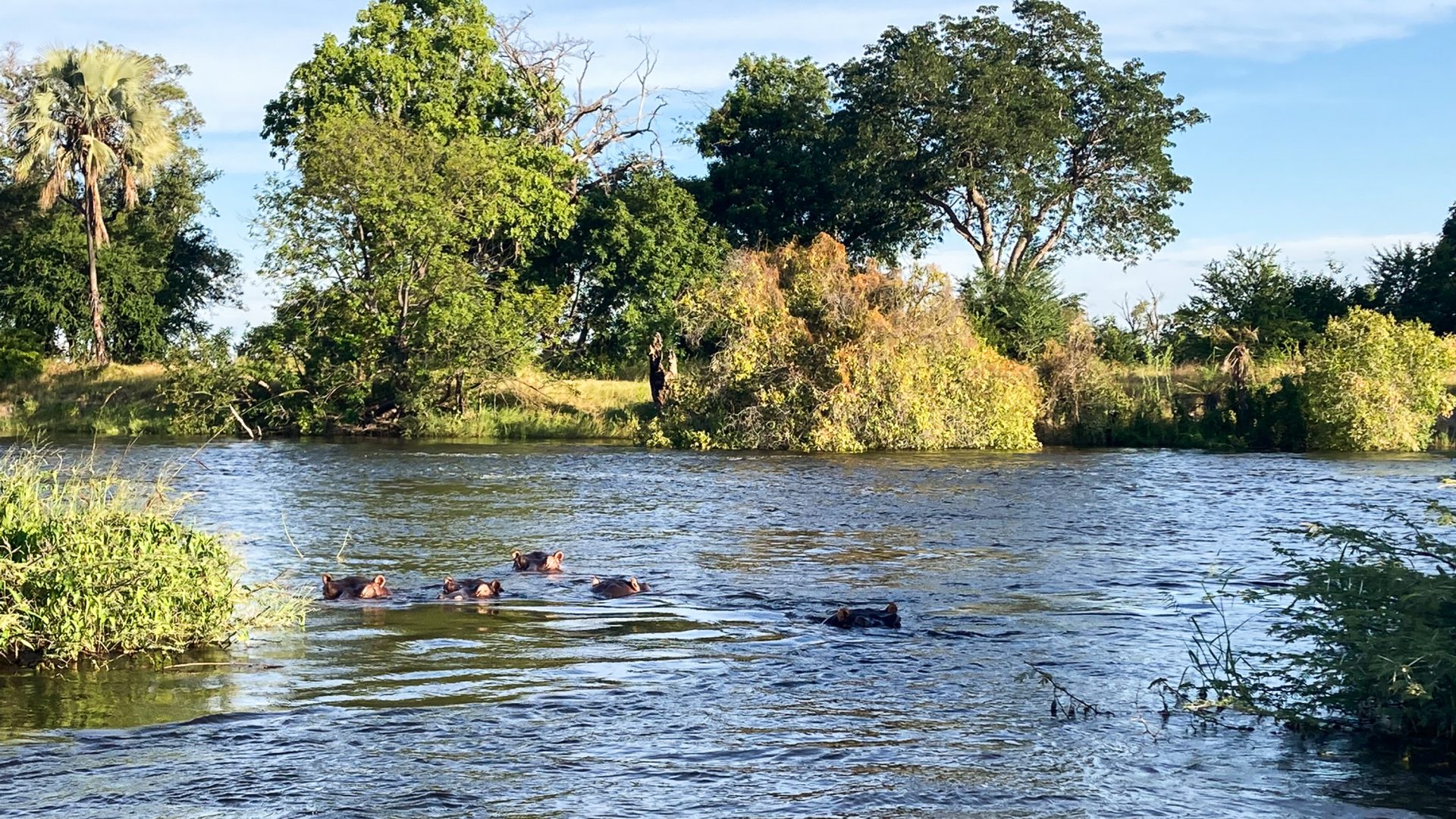 Hippos stick their heads just above the water in a river.