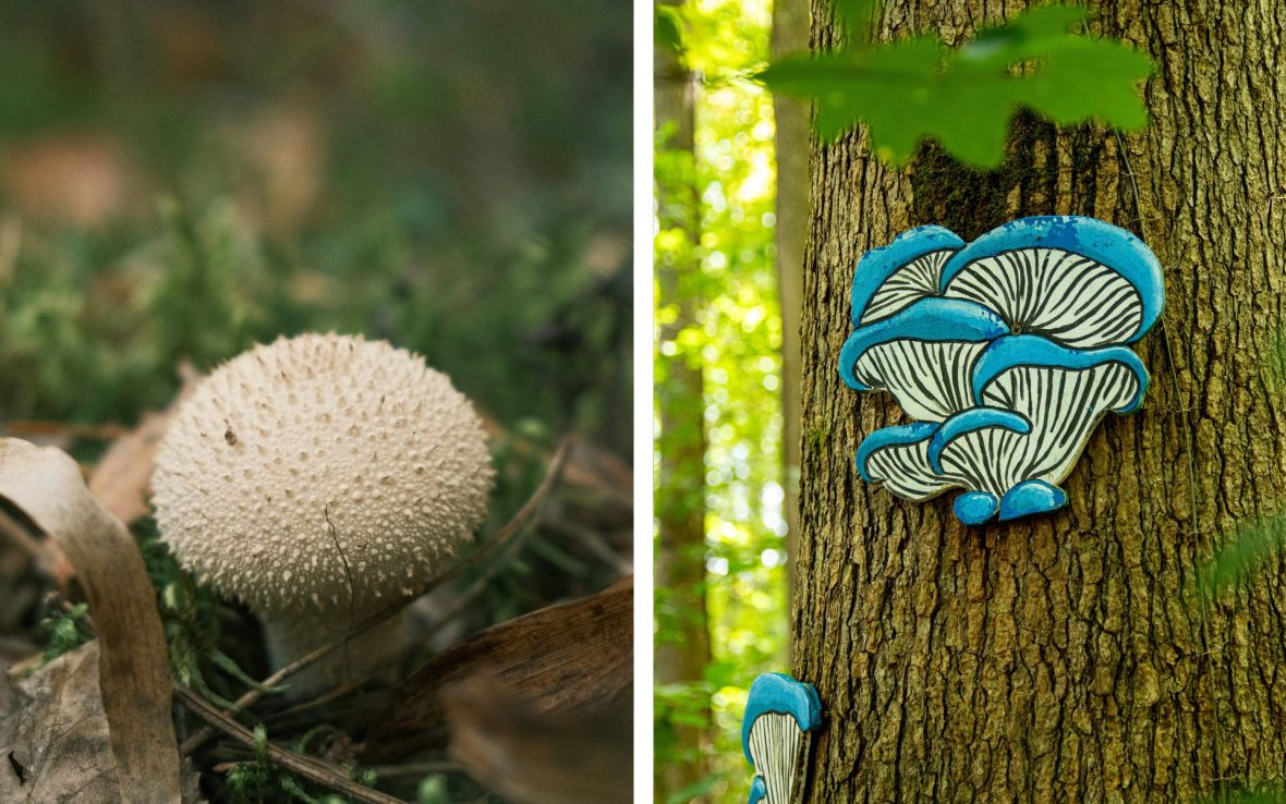 Left: white round mushroom; Right: A blue and white painted mushroom pinned to a tree.
