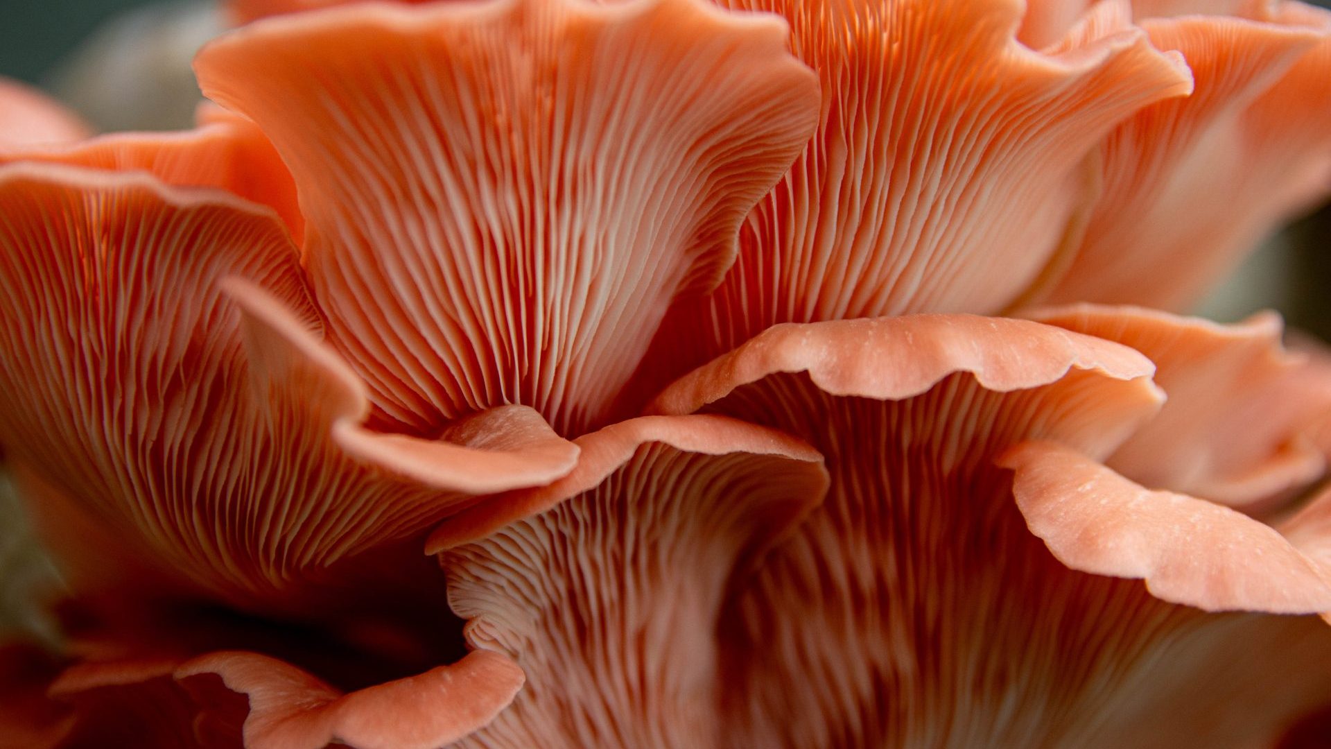 close up of pink striped mushroom