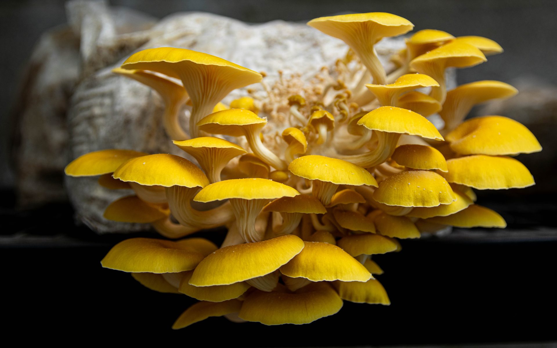 Some mushrooms ‘smoke’, others glow in the dark: Fungi lessons in the South Carolina backwoods